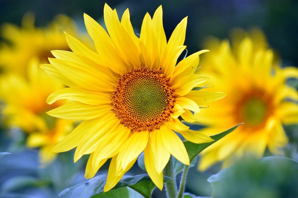 sunflowers, flowers, flower background-8351807.jpg